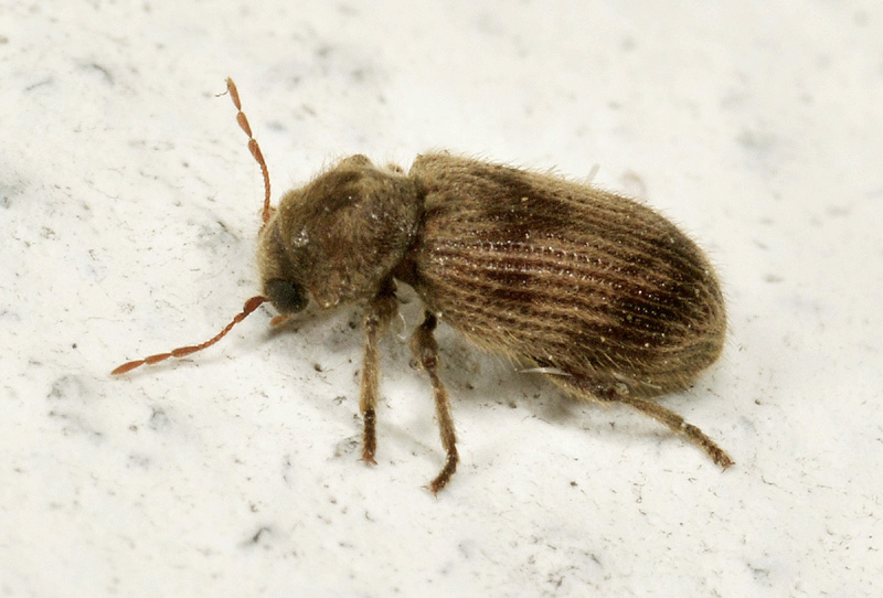 Anobiidae: Nicobium castaneum var. hirtum